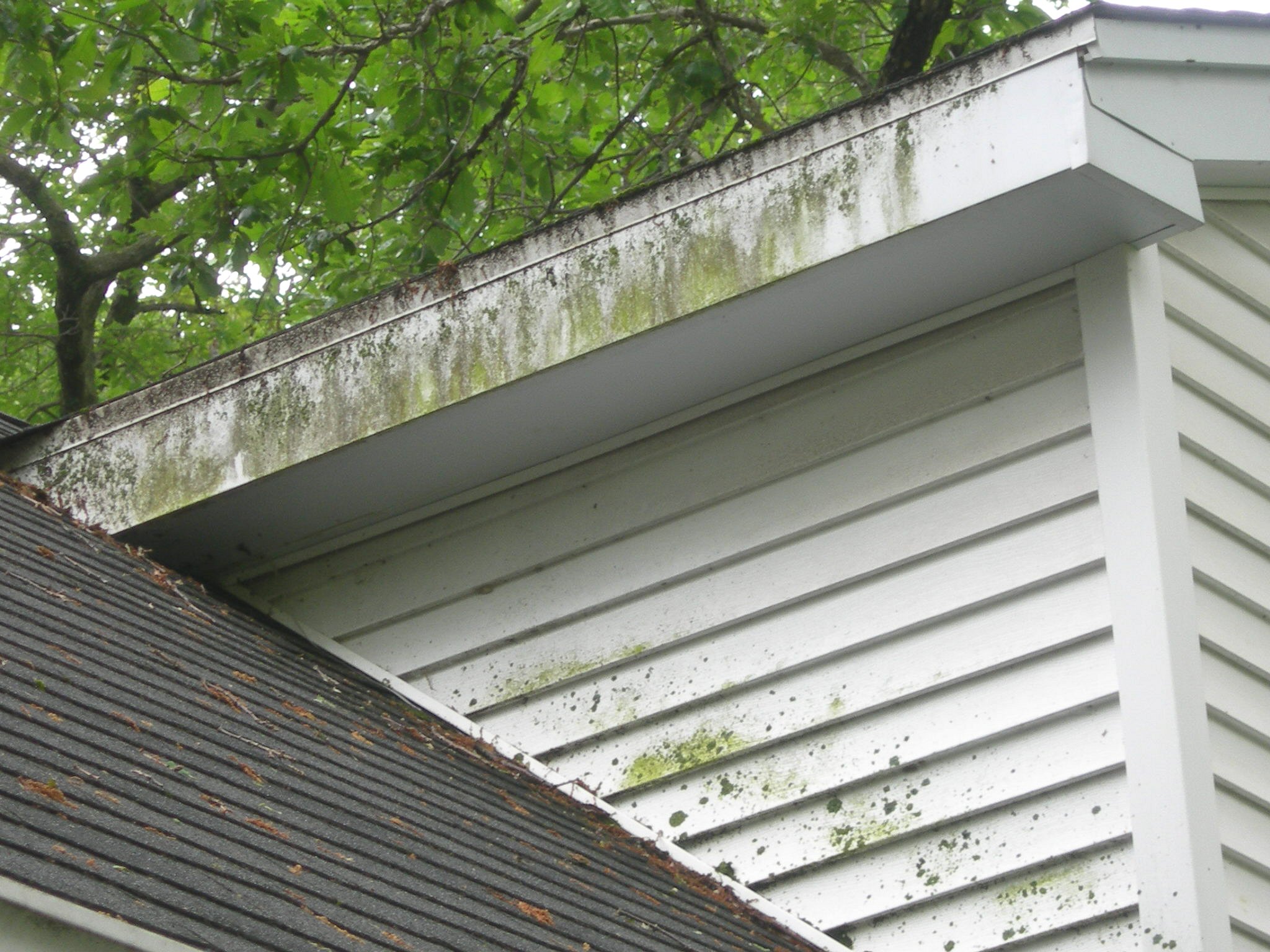 Dirty House Exterior Mold Growth on Exterior Siding